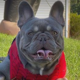 Jalapeño  - French Bulldog