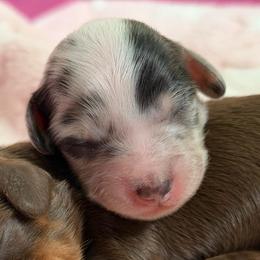 Taffy - Dapple male Dachshund puppy in Paw Paw, Michigan from Mulberry Meadow Farms