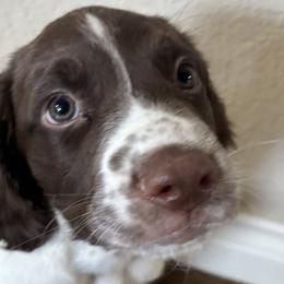 English Springer Spaniels from Country Estates Spaniels
