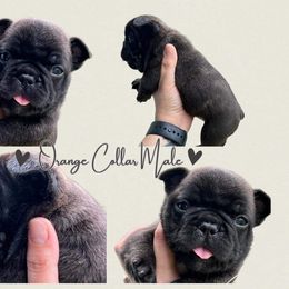 French Bulldog Puppies from Royal Connection French Bulldogs