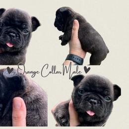 French Bulldog Puppies from Royal Connection French Bulldogs