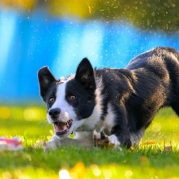 Kraken - Border Collie