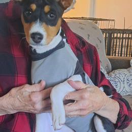 Tri Girl 1 - Tri-color female Basenji puppy in Tuttle, Oklahoma from Steadfast Farm (SFF)