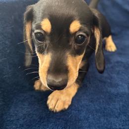 Hot Pepper - Black and cream female Dachshund puppy in Memphis, Tennessee from River City Doxies