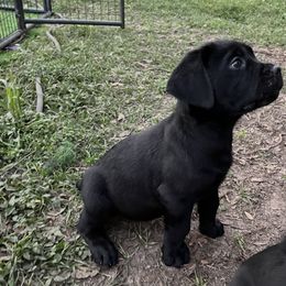 Cane Corso and Lowchen Puppies from High Royal Kennel