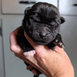 Nebula's Girl 3 - Black female Akita puppy in South Carolina from Sierra Mountain Akitas