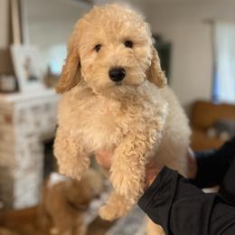 Mr. Hershey - Cream male Goldendoodle puppy in Sacramento, California from Dandy Doodles Goldendoodles