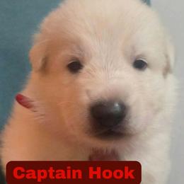 Boy 2 - male German Shepherd puppy in Tonopah, Nevada from Mercy's White Shepherds