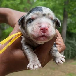 Hama - Merle male Sheepadoodle puppy in Clemson, South Carolina from Love Tallulah Sheepadoodles LLC