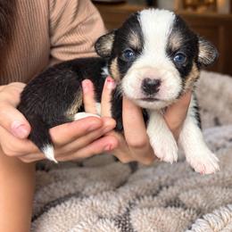 Oakley - Black and white female Cardigan Welsh Corgi puppy in Kerens, West Virginia from Leather & Lace