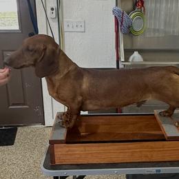 Atlas - Red male Dachshund puppy in Boyd, Texas from Rachel's Dachshunds
