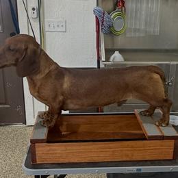 Atlas - Red male Dachshund puppy in Boyd, Texas from Rachel's Dachshunds