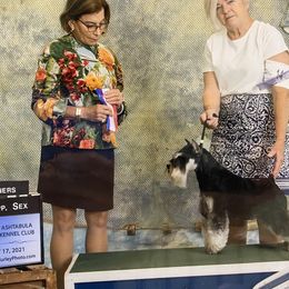 DD - Miniature Schnauzer
