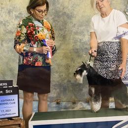 DD - Miniature Schnauzer