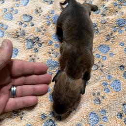 Dachshund Puppies from Witchy Woman’s Wiener’s