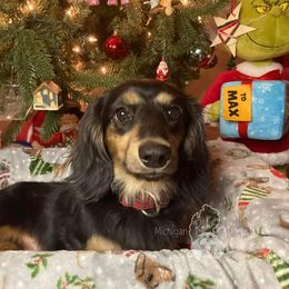 Pickles - Dachshund
