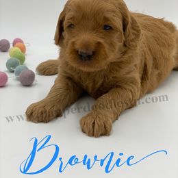 Goldendoodle Puppies from Dapper Doodles of Tennessee