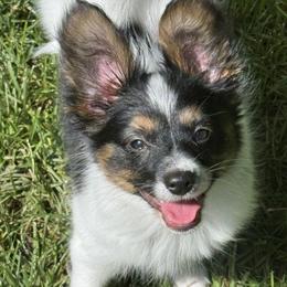 Ellie - White black and tan female Papillon puppy in Columbia, Missouri from Triple Tier