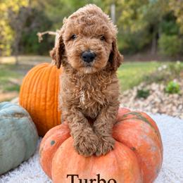 Turbo - male Goldendoodle puppy in Grove, Oklahoma from Guinn Family Farms