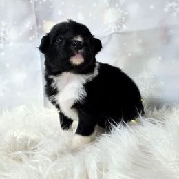 Feta - Black and white female Border Collie puppy in Avilla, Indiana from Borderline Kennels