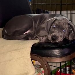 Great Dane Puppies from LC Blue Great Danes
