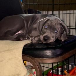 Great Dane Puppies from LC Blue Great Danes