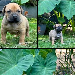 NEJI - Red male Boerboel puppy in Pennsylvania from Cold River Boerboels