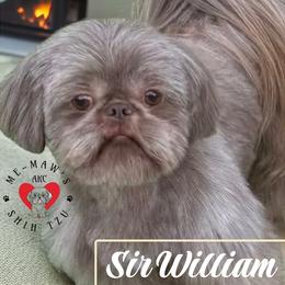 William - Shih Tzu