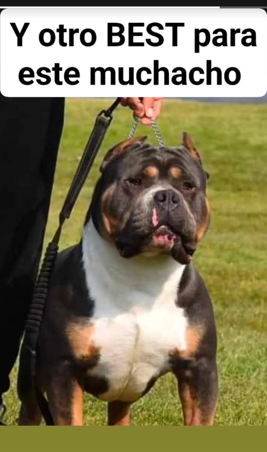 American Bullies from Lunatic Kennels