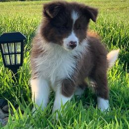 Border Collies and Nova Scotia Duck Tolling Retrievers from Avatar