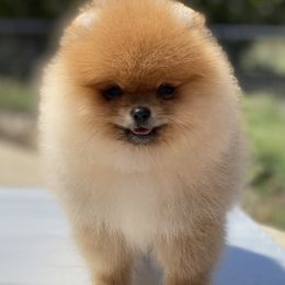 Pomeranian Puppies from Montefino Pomeranians