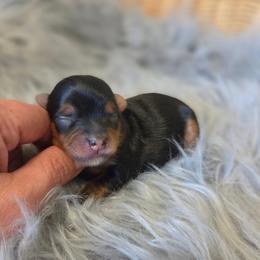 Elvis - Blue and gold male Yorkshire Terrier puppy in Battle Ground, Washington from Joyful Yorkies
