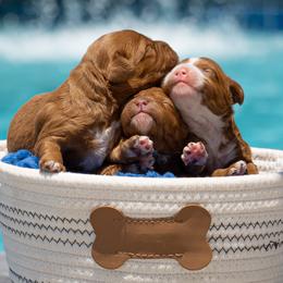 Bernedoodle, Cavapoo, Goldendoodle, and Poodle Puppies from Wasatch Pup