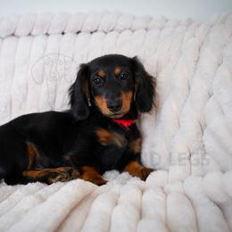 Abel Dexter - Black and tan male Dachshund puppy in Temecula, California from Naomi Magee's Dachshund Kennel