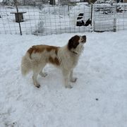 Karakachan and Labrador Retriever All Grown Up from Victorian Acres