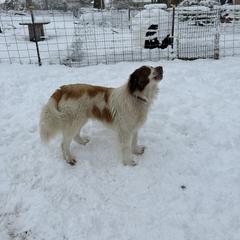Karakachan and Labrador Retriever All Grown Up from Victorian Acres