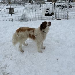 Karakachan and Labrador Retriever All Grown Up from Victorian Acres