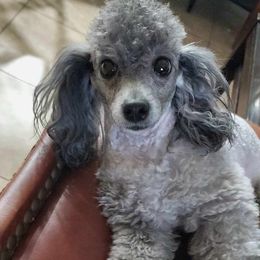 Maltese, Maltipoo, and Morkie All Grown Up from The Aristocratic Puppy Patch