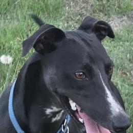 Bravo - Whippet