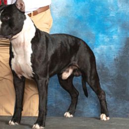 Julio - American Staffordshire Terrier