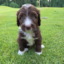 Yogi - Brown and white male Aussiedoodle puppy in Haleyville, Alabama from The Cuddly Dood Ranch