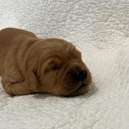 Boy 5 - Dark golden male Golden Retriever puppy in Centerburg, Ohio from Future Hope Goldens