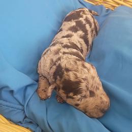 Girl 1 - female Labradoodle puppy in Rock Island, Tennessee from Harvest Sky Kennels