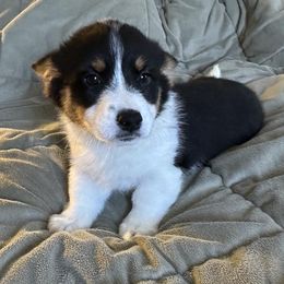 Sierra Nevada - Black and tan Pembroke Welsh Corgi puppy in Lima, New York from Hickory Springs Corgis