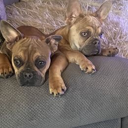 French Bulldog All Grown Up from Excuse My Frenchie Co