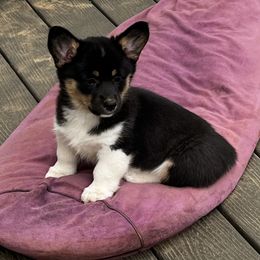 Girl 2 - Black and tan female Pembroke Welsh Corgi puppy in Moundville, Alabama from Cartee Corgis - Debi Cartee Mills