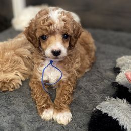 Poodle Puppies from Neely Family Poodles