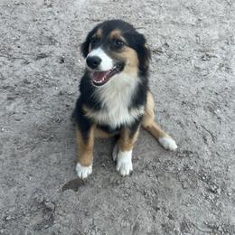 Australian Cattle Dog, Australian Shepherd, Companion Cross, and Miniature Australian Shepherd Puppies from MK Aussies