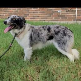 Ahsoka - Border Collie