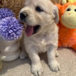 Amelia - Light golden female Golden Retriever puppy in Grant County, Indiana from On The Sunny Side Pavey Farms